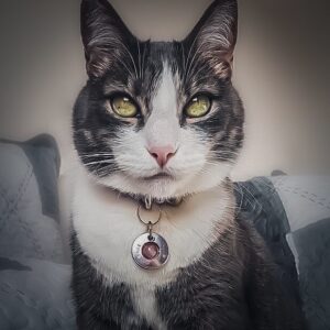 Gatos