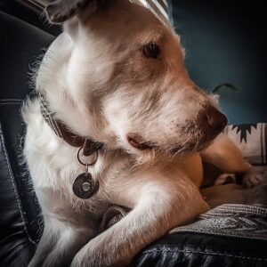 Perros